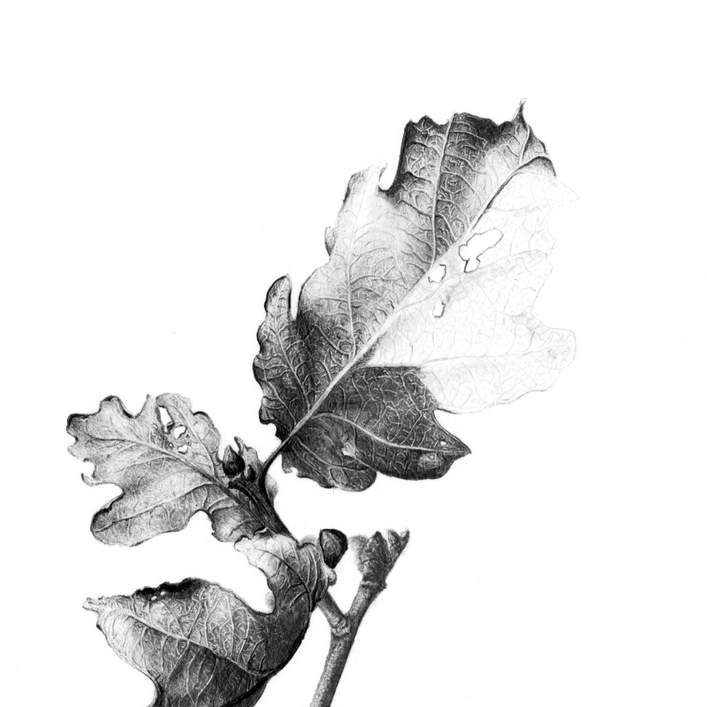 dessin botanique 1